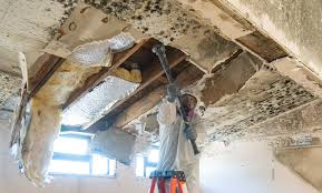 Best Black Mold Removal  in Nashotah, WI